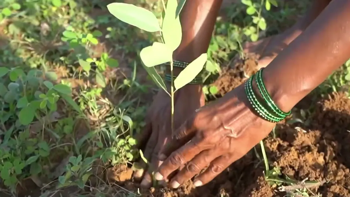 A woman's hands pressing soil around a sapling, from Greenpanel's Hum Hain Greenpanel anthem film